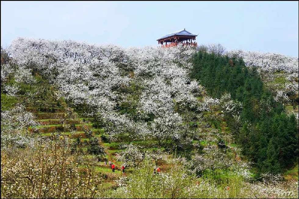 【春天，广西桂林灌阳县向您发出邀请！】我们在灌阳看梨花 - 游山玩水 - 呼伦贝尔生活社区 - 呼伦贝尔28生活网 hlbe.28life.com