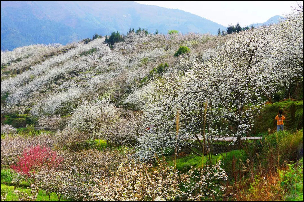 【春天，广西桂林灌阳县向您发出邀请！】我们在灌阳看梨花 - 游山玩水 - 呼伦贝尔生活社区 - 呼伦贝尔28生活网 hlbe.28life.com