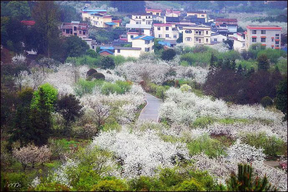 【春天，广西桂林灌阳县向您发出邀请！】我们在灌阳看梨花 - 游山玩水 - 呼伦贝尔生活社区 - 呼伦贝尔28生活网 hlbe.28life.com