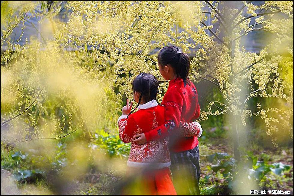 【春天,广西桂林灌阳县向您发出邀请!】米珠山前有片山苍子花在飘香 - 游山玩水 - 呼伦贝尔生活社区 - 呼伦贝尔28生活网 hlbe.28life.com