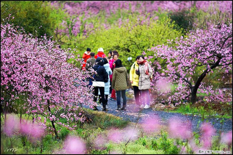 【春天,广西桂林灌阳县向您发出邀请!】官庄村有个醉美的桃花园 - 游山玩水 - 呼伦贝尔生活社区 - 呼伦贝尔28生活网 hlbe.28life.com