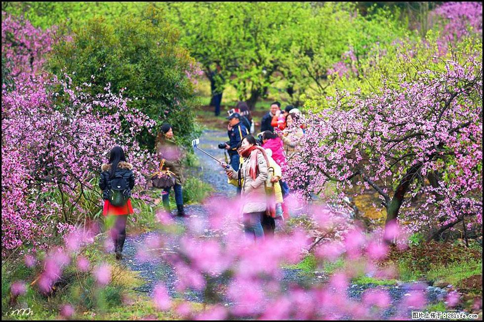 【春天,广西桂林灌阳县向您发出邀请!】官庄村有个醉美的桃花园 - 游山玩水 - 呼伦贝尔生活社区 - 呼伦贝尔28生活网 hlbe.28life.com