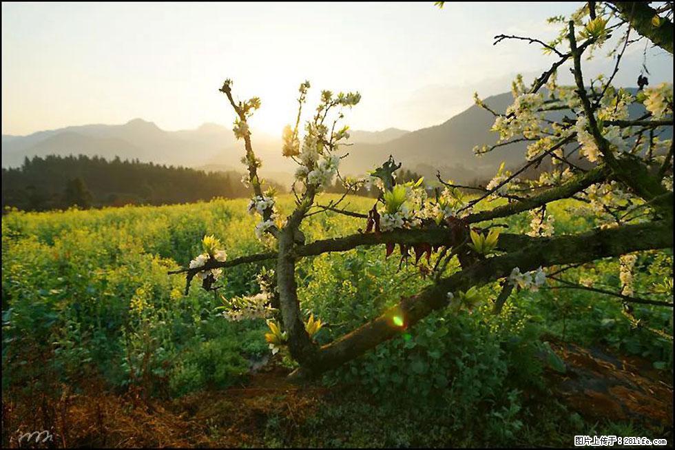 【春天,广西桂林灌阳县向您发出邀请!】长坪村油菜盛情花开 - 游山玩水 - 呼伦贝尔生活社区 - 呼伦贝尔28生活网 hlbe.28life.com