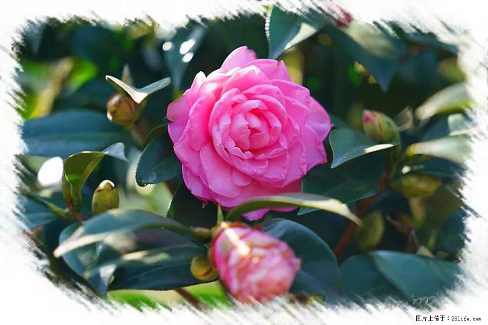 【春天,广西桂林灌阳县向您发出邀请!】杨柳井茶花惹人爱 - 游山玩水 - 呼伦贝尔生活社区 - 呼伦贝尔28生活网 hlbe.28life.com