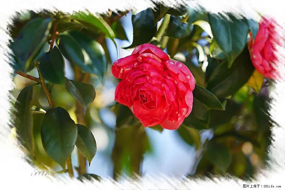 【春天,广西桂林灌阳县向您发出邀请!】杨柳井茶花惹人爱 - 游山玩水 - 呼伦贝尔生活社区 - 呼伦贝尔28生活网 hlbe.28life.com