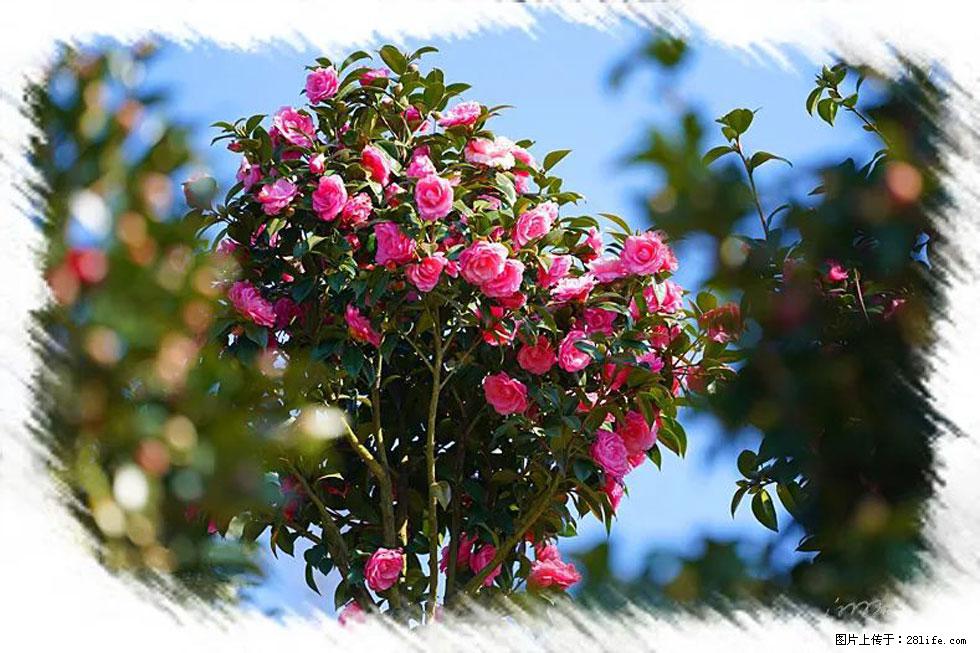 【春天,广西桂林灌阳县向您发出邀请!】杨柳井茶花惹人爱 - 游山玩水 - 呼伦贝尔生活社区 - 呼伦贝尔28生活网 hlbe.28life.com