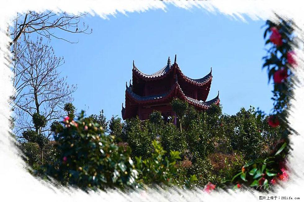 【春天,广西桂林灌阳县向您发出邀请!】杨柳井茶花惹人爱 - 游山玩水 - 呼伦贝尔生活社区 - 呼伦贝尔28生活网 hlbe.28life.com