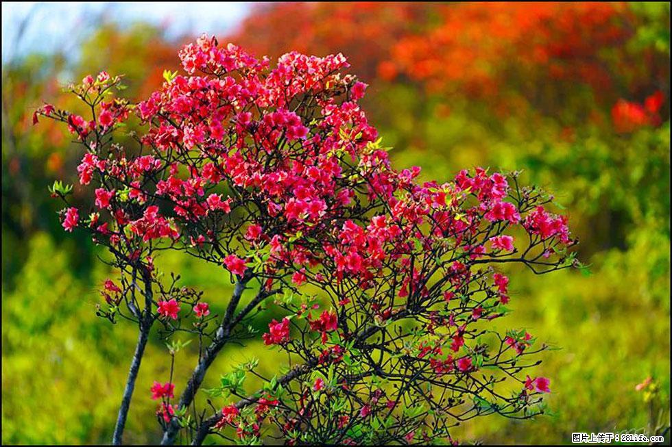 【春天,广西桂林灌阳县向您发出邀请!】春木界上映山红 - 游山玩水 - 呼伦贝尔生活社区 - 呼伦贝尔28生活网 hlbe.28life.com