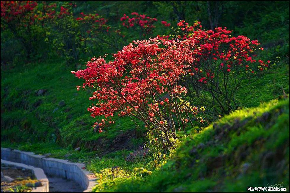 【春天,广西桂林灌阳县向您发出邀请!】春木界上映山红 - 游山玩水 - 呼伦贝尔生活社区 - 呼伦贝尔28生活网 hlbe.28life.com
