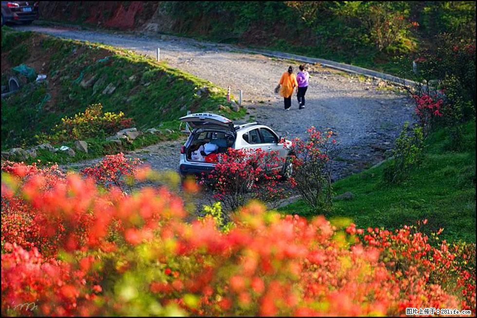 【春天,广西桂林灌阳县向您发出邀请!】春木界上映山红 - 游山玩水 - 呼伦贝尔生活社区 - 呼伦贝尔28生活网 hlbe.28life.com