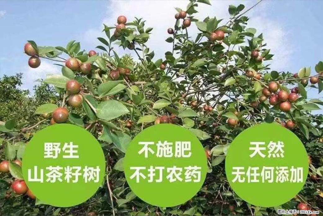 【灌阳县油茶产业示范区】一个有着充实的精神生活的人,对待身外之物自会有一种淡泊的态度 - 土特产 - 饮食特产 - 呼伦贝尔分类信息 - 呼伦贝尔28生活网 hlbe.28life.com