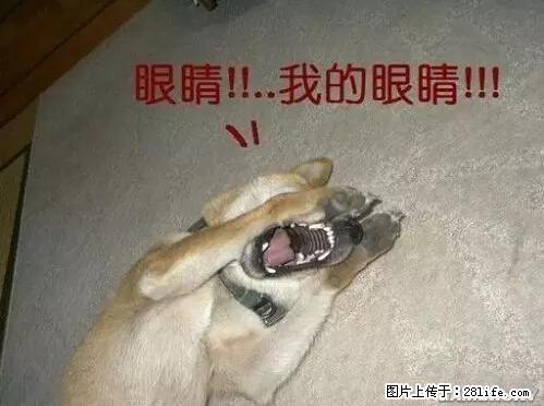 笑癫了!一女的怀孕三年未生,他终于忍不住了... - 娱乐八卦 - 呼伦贝尔生活社区 - 呼伦贝尔28生活网 hlbe.28life.com
