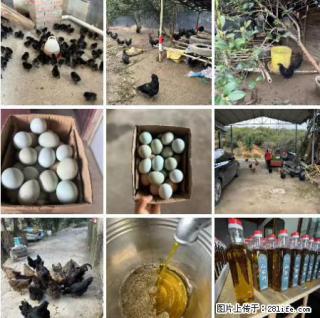 油茶园从小鸡仔开始养起的纯土鸡、土鸡蛋可以预定啦！还有前几天刚榨的纯山茶油哦 - 呼伦贝尔28生活网 hlbe.28life.com