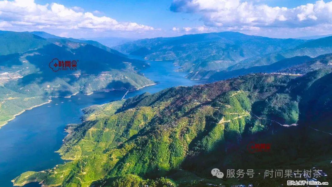 时间果百年古树龙珠普洱生茶 - 购物交流 - 呼伦贝尔生活社区 - 呼伦贝尔28生活网 hlbe.28life.com