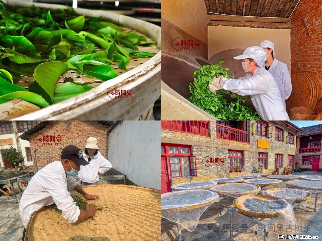 时间果百年古树龙珠普洱生茶 - 购物交流 - 呼伦贝尔生活社区 - 呼伦贝尔28生活网 hlbe.28life.com