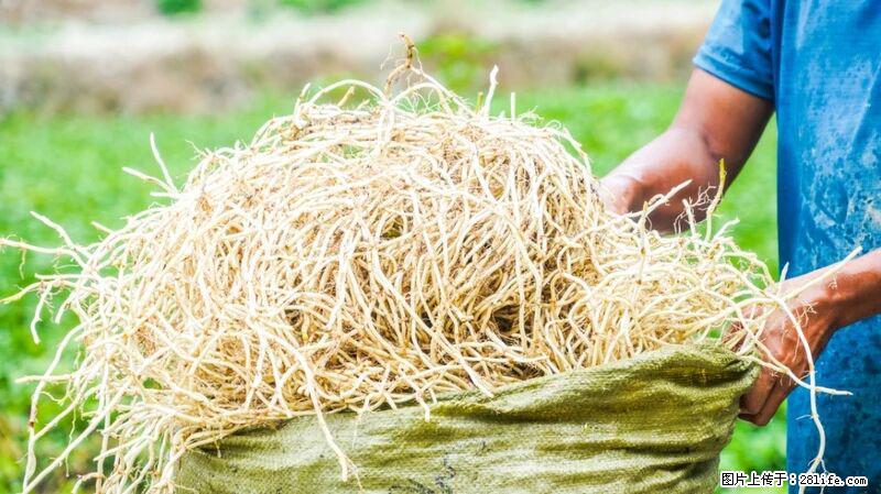 堪称“最难吃”的蔬菜,却是 “抗辐射神器”,还能护肺、清热、止咳化痰! - 呼伦贝尔生活资讯 - 呼伦贝尔28生活网 hlbe.28life.com