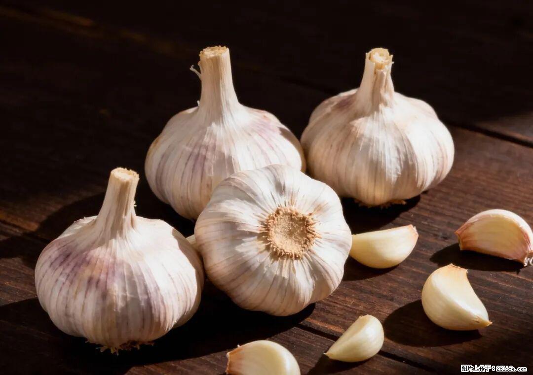 关于大蒜，除了“天然抗生素”，这4个谣言更该警惕! - 呼伦贝尔生活资讯 - 呼伦贝尔28生活网 hlbe.28life.com