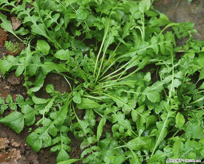 这些蔬菜是“天然钙片”，这6种被医生重点推荐 - 呼伦贝尔生活资讯 - 呼伦贝尔28生活网 hlbe.28life.com