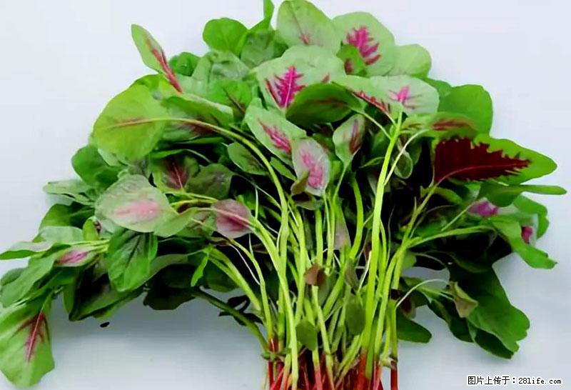 这些蔬菜是“天然钙片”，这6种被医生重点推荐 - 呼伦贝尔生活资讯 - 呼伦贝尔28生活网 hlbe.28life.com