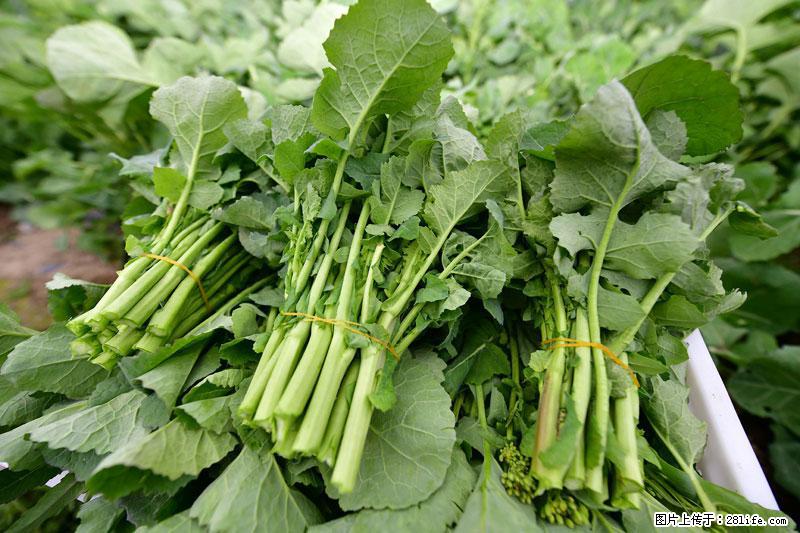 这些蔬菜是“天然钙片”，这6种被医生重点推荐 - 呼伦贝尔生活资讯 - 呼伦贝尔28生活网 hlbe.28life.com